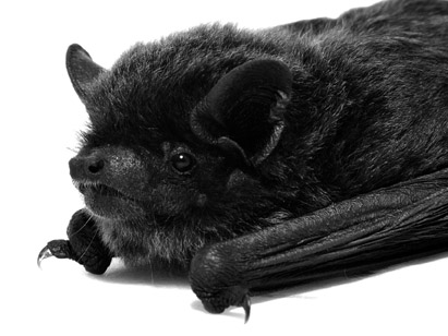 クロ オオ アブラコウモリ