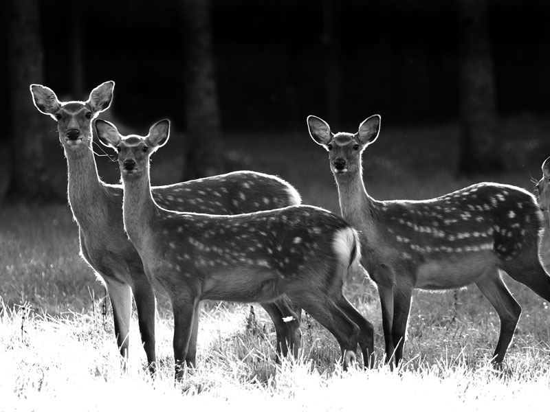 連載 北の息吹 北海道民医連