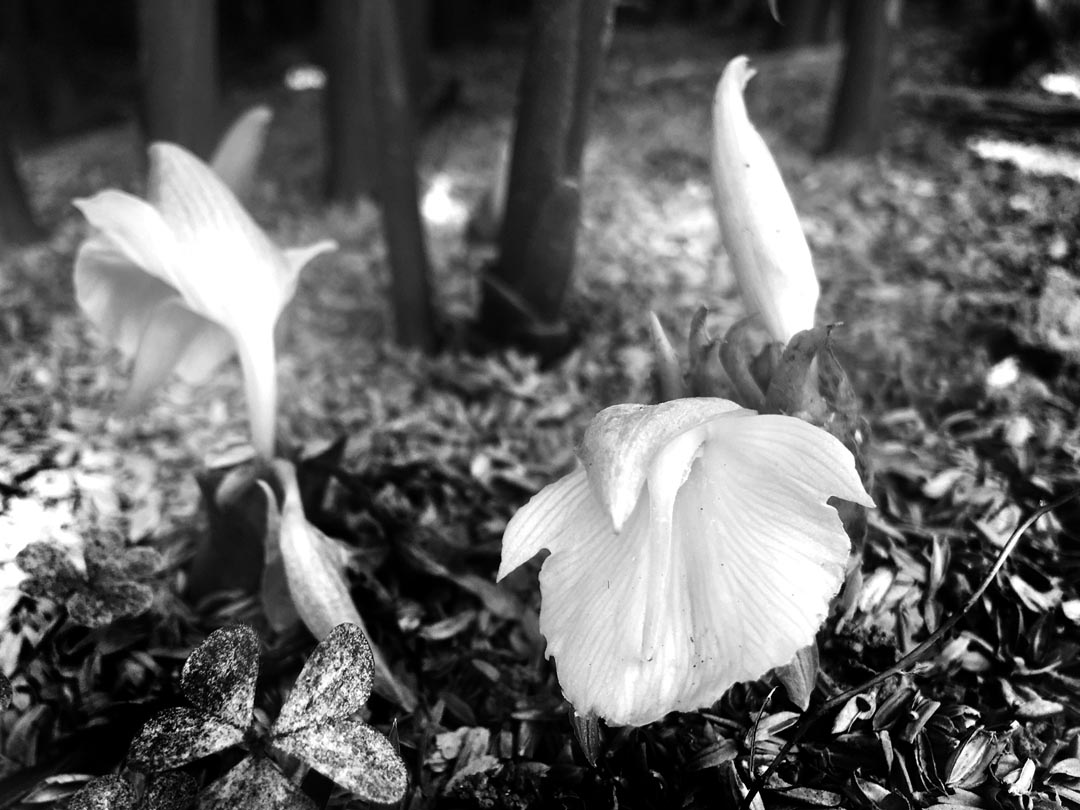 連載 北の息吹 北海道民医連